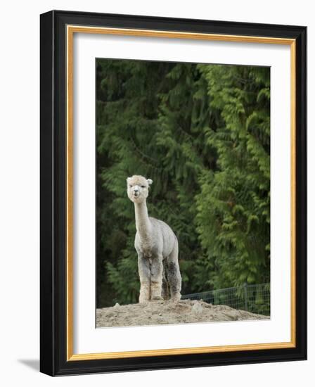 Usa, Washington State, Carnation. Alpaca.-Merrill Images-Framed Photographic Print