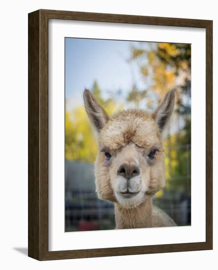 Usa, Washington State, Carnation. Alpaca.-Merrill Images-Framed Photographic Print