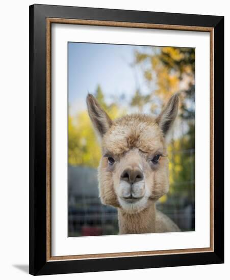 Usa, Washington State, Carnation. Alpaca.-Merrill Images-Framed Photographic Print