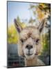 Usa, Washington State, Carnation. Alpaca.-Merrill Images-Mounted Photographic Print