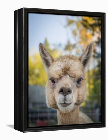 Usa, Washington State, Carnation. Alpaca.-Merrill Images-Framed Premier Image Canvas