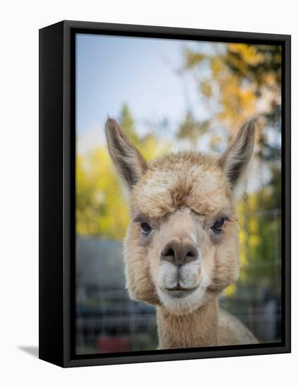 Usa, Washington State, Carnation. Alpaca.-Merrill Images-Framed Premier Image Canvas