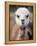 Usa, Washington State, Carnation. Alpaca.-Merrill Images-Framed Premier Image Canvas