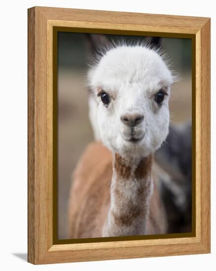 Usa, Washington State, Carnation. Alpaca.-Merrill Images-Framed Premier Image Canvas