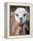 Usa, Washington State, Carnation. Alpaca.-Merrill Images-Framed Premier Image Canvas