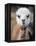 Usa, Washington State, Carnation. Alpaca.-Merrill Images-Framed Premier Image Canvas