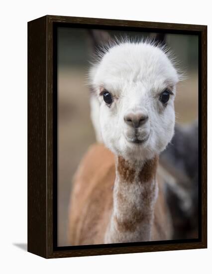Usa, Washington State, Carnation. Alpaca.-Merrill Images-Framed Premier Image Canvas