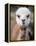 Usa, Washington State, Carnation. Alpaca.-Merrill Images-Framed Premier Image Canvas