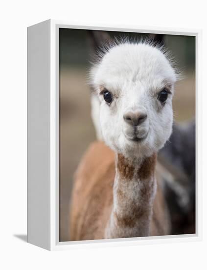 Usa, Washington State, Carnation. Alpaca.-Merrill Images-Framed Premier Image Canvas