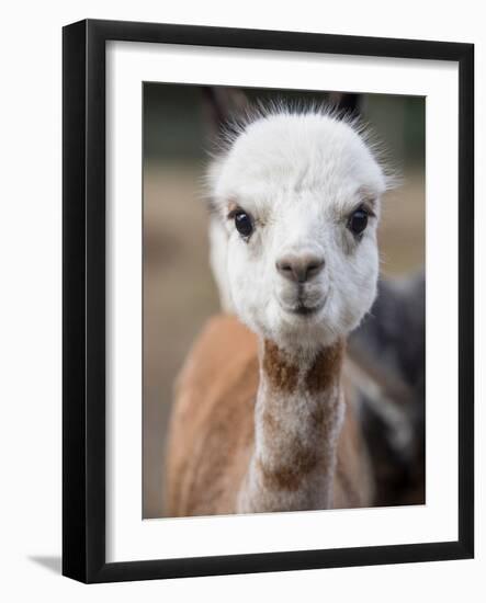 Usa, Washington State, Carnation. Alpaca.-Merrill Images-Framed Photographic Print