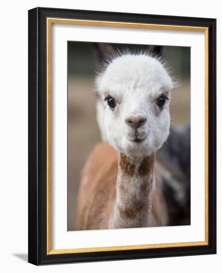 Usa, Washington State, Carnation. Alpaca.-Merrill Images-Framed Photographic Print