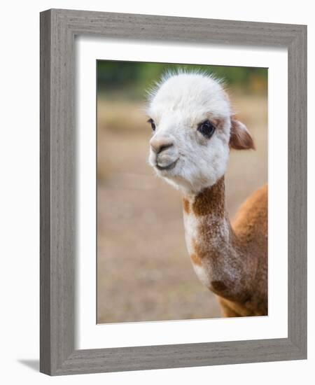 Usa, Washington State, Carnation. Alpaca.-Merrill Images-Framed Photographic Print