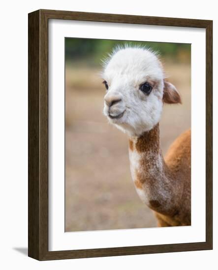 Usa, Washington State, Carnation. Alpaca.-Merrill Images-Framed Photographic Print