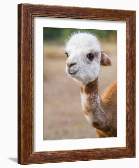 Usa, Washington State, Carnation. Alpaca.-Merrill Images-Framed Photographic Print