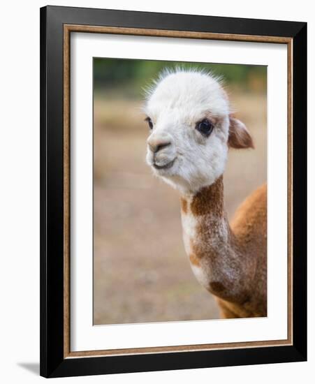 Usa, Washington State, Carnation. Alpaca.-Merrill Images-Framed Photographic Print