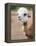 Usa, Washington State, Carnation. Alpaca.-Merrill Images-Framed Premier Image Canvas