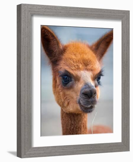 Usa, Washington State, Carnation. Alpaca.-Merrill Images-Framed Photographic Print