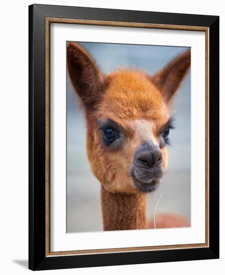 Usa, Washington State, Carnation. Alpaca.-Merrill Images-Framed Photographic Print