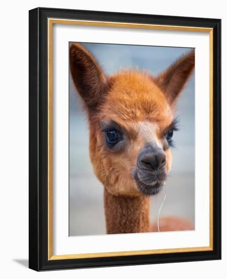 Usa, Washington State, Carnation. Alpaca.-Merrill Images-Framed Photographic Print