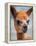 Usa, Washington State, Carnation. Alpaca.-Merrill Images-Framed Premier Image Canvas