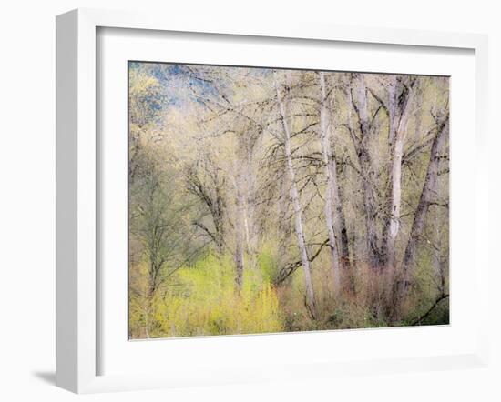 USA, Washington State, Carnation early spring and trees just budding out-Sylvia Gulin-Framed Photographic Print