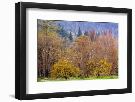 USA, Washington State, Carnation. Early spring trees just budding out and Canada Geese flying-Sylvia Gulin-Framed Photographic Print