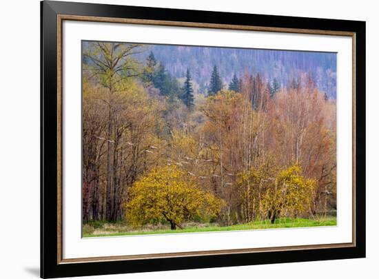 USA, Washington State, Carnation. Early spring trees just budding out and Canada Geese flying-Sylvia Gulin-Framed Photographic Print