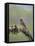 USA, Washington State. Cedar Waxwing calling from perch in western Washington.-Gary Luhm-Framed Premier Image Canvas