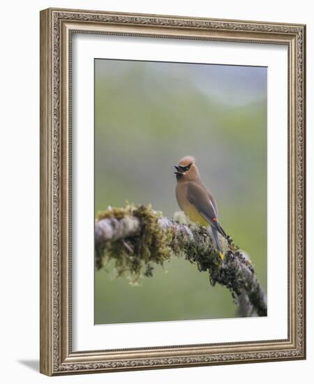 USA, Washington State. Cedar Waxwing calling from perch in western Washington.-Gary Luhm-Framed Photographic Print