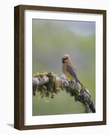 USA, Washington State. Cedar Waxwing calling from perch in western Washington.-Gary Luhm-Framed Photographic Print