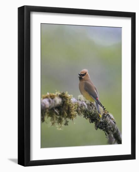 USA, Washington State. Cedar Waxwing calling from perch in western Washington.-Gary Luhm-Framed Photographic Print