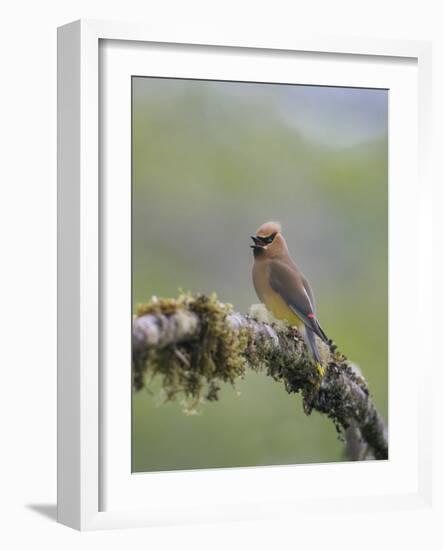 USA, Washington State. Cedar Waxwing calling from perch in western Washington.-Gary Luhm-Framed Photographic Print