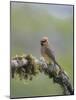 USA, Washington State. Cedar Waxwing calling from perch in western Washington.-Gary Luhm-Mounted Photographic Print