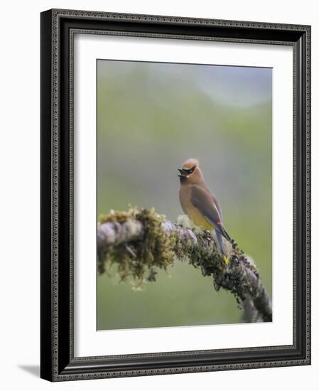USA, Washington State. Cedar Waxwing calling from perch in western Washington.-Gary Luhm-Framed Photographic Print