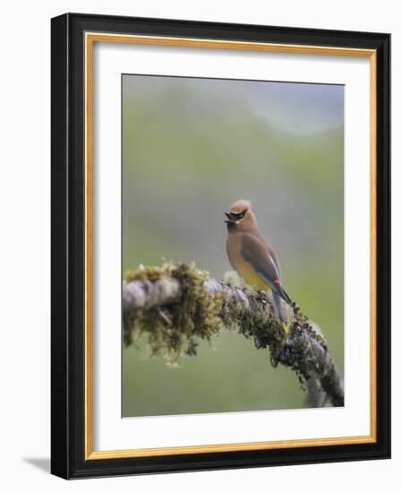 USA, Washington State. Cedar Waxwing calling from perch in western Washington.-Gary Luhm-Framed Photographic Print