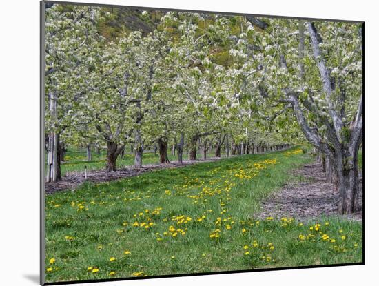 USA, Washington State, Chelan County. Orchard and rows of fruit trees in bloom in spring.-Julie Eggers-Mounted Photographic Print