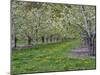 USA, Washington State, Chelan County. Orchard and rows of fruit trees in bloom in spring.-Julie Eggers-Mounted Photographic Print