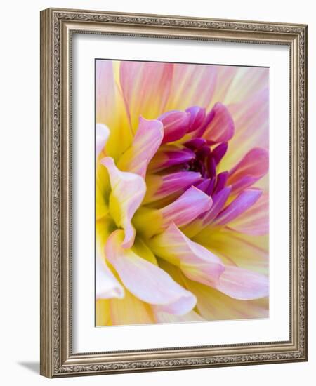 USA, Washington State, Cle Elum. Macro of a dahlia.-Julie Eggers-Framed Photographic Print