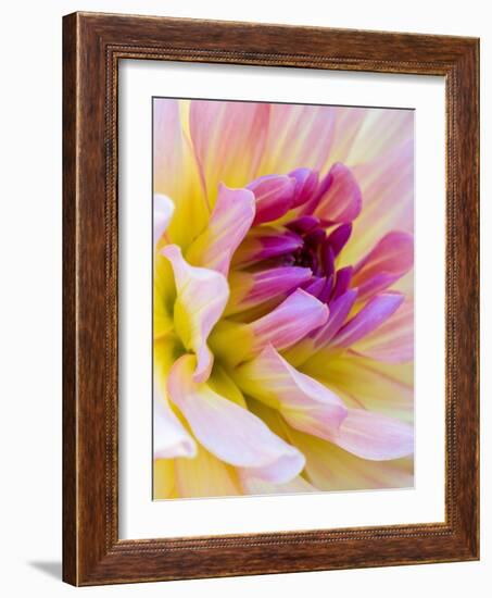 USA, Washington State, Cle Elum. Macro of a dahlia.-Julie Eggers-Framed Photographic Print