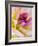 USA, Washington State, Cle Elum. Macro of a dahlia.-Julie Eggers-Framed Photographic Print