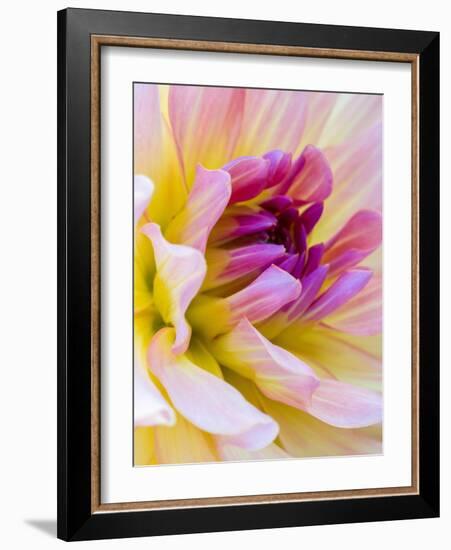 USA, Washington State, Cle Elum. Macro of a dahlia.-Julie Eggers-Framed Photographic Print