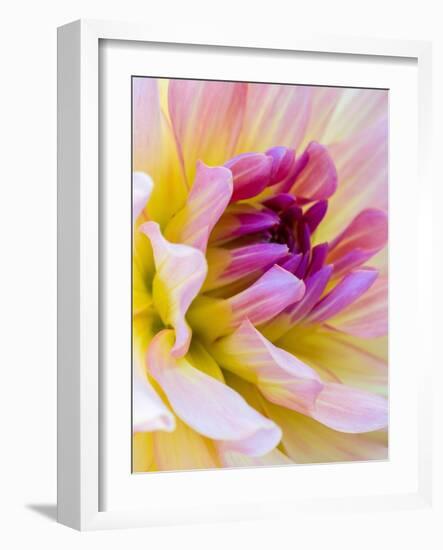 USA, Washington State, Cle Elum. Macro of a dahlia.-Julie Eggers-Framed Photographic Print