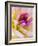 USA, Washington State, Cle Elum. Macro of a dahlia.-Julie Eggers-Framed Photographic Print