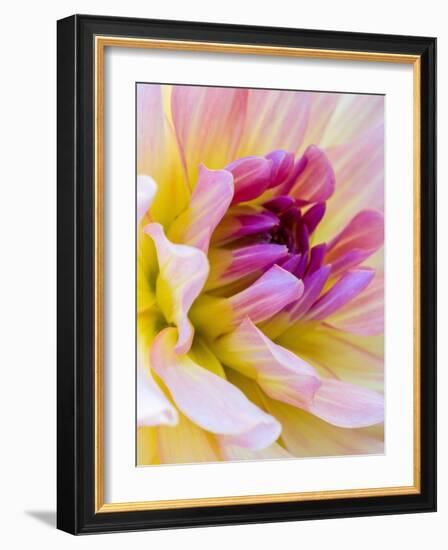 USA, Washington State, Cle Elum. Macro of a dahlia.-Julie Eggers-Framed Photographic Print