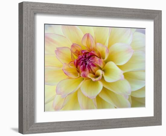 USA, Washington State, Cle Elum. Macro of a dahlia.-Julie Eggers-Framed Photographic Print