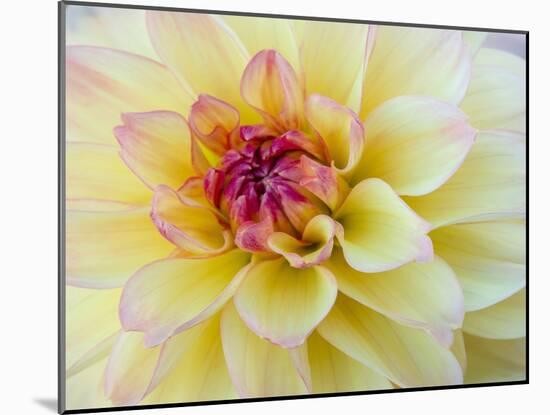 USA, Washington State, Cle Elum. Macro of a dahlia.-Julie Eggers-Mounted Photographic Print