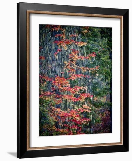 USA, Washington State, Cle Elum. Vine maples and moss hanging from the tree in Autumn.-Julie Eggers-Framed Photographic Print
