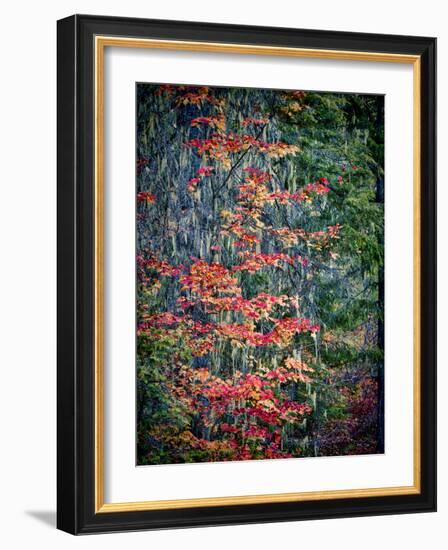 USA, Washington State, Cle Elum. Vine maples and moss hanging from the tree in Autumn.-Julie Eggers-Framed Photographic Print