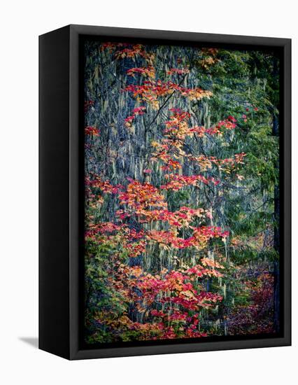 USA, Washington State, Cle Elum. Vine maples and moss hanging from the tree in Autumn.-Julie Eggers-Framed Premier Image Canvas