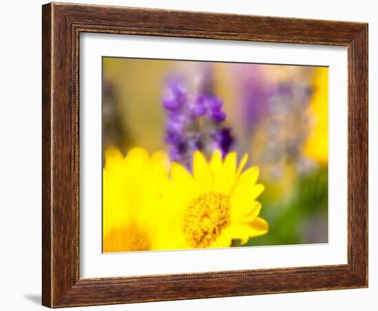 USA, Washington State. Close-up of Arrowleaf Balsamroot and lupine-Terry Eggers-Framed Photographic Print